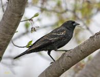 Red winged Blackbird 2646